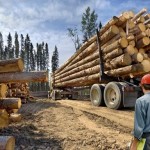Почти 15 миллионов кубометров леса заготовили в Вологодской области в 2022 году
