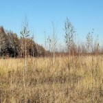 В апреле инспекторами Управления Россельхознадзора обследован 2391 гектар земель сельхозназначения Новгородской и Вологодской областей