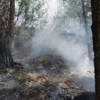 В лесах Вологодской области установлен  средний класс пожарной опасности