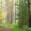 Почти 900 миллионов тонн углерода накопили леса Вологодской области
